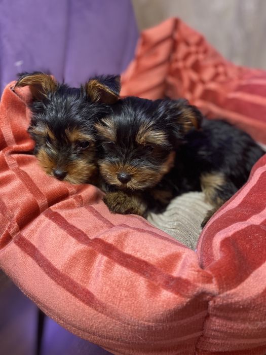 Шикарні милі йорки