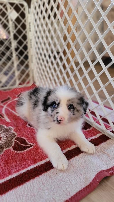 Border Collie Blue-Merle Suczka Piesek
