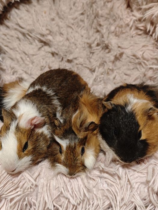 Świnka morska samiec