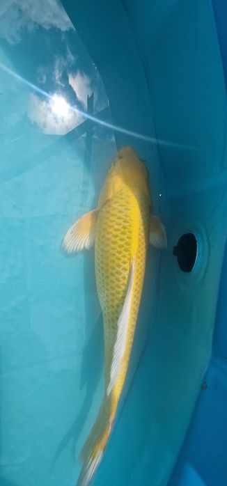 Carpa koi com 31cm