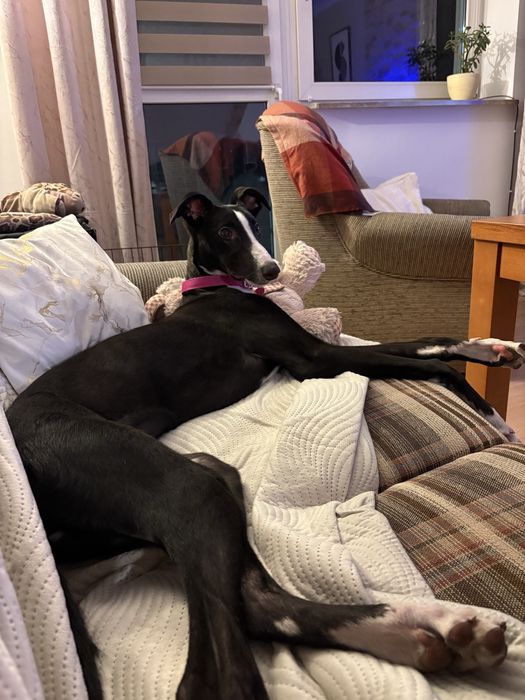 Hades szuka nowego domu