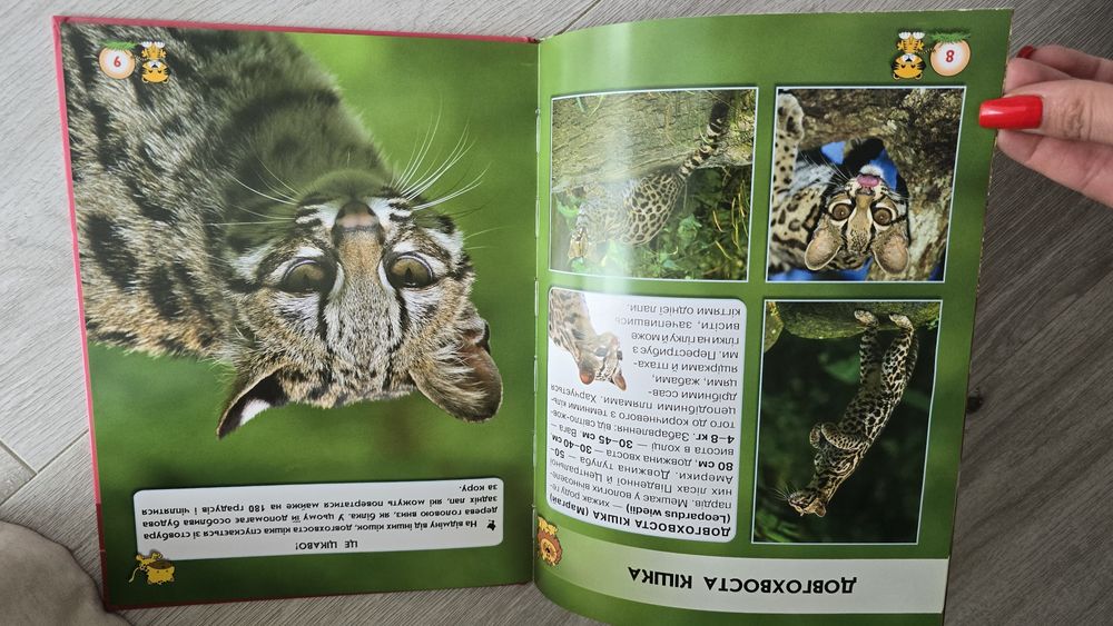 Великі кішки. Книга про тварин