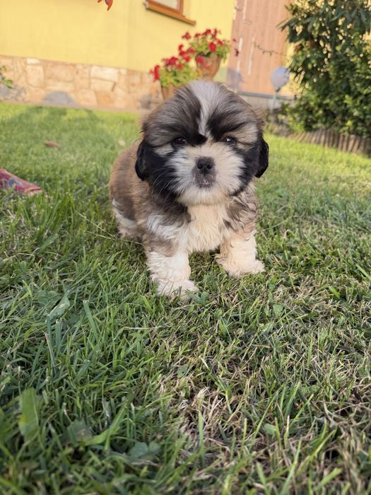 Shih-Tzu piękny piesek gotowy do odbioru !