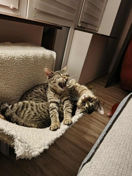 Jacek Placek Agatka kot do adopcji 5.5 miesiący