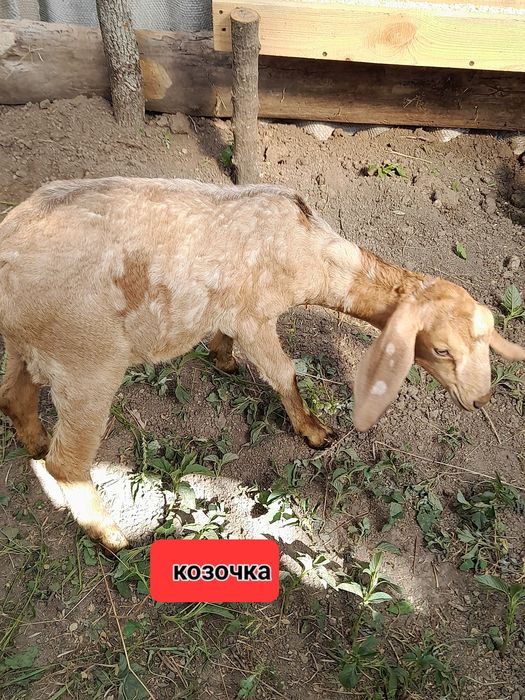 Продам нубійських козенят.Є козочки  і цапики