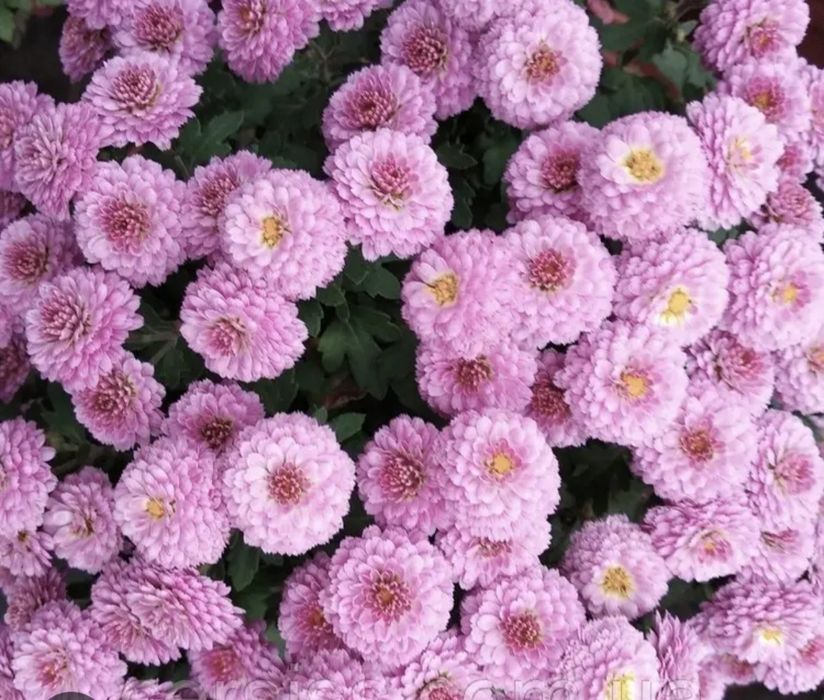 Хризантеми, хризантеми