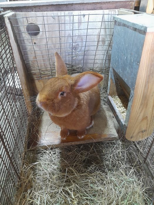 Кролики разновозрастные 150 грн