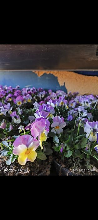 Sadzonki bratek 6szt sadzonki kwitnące