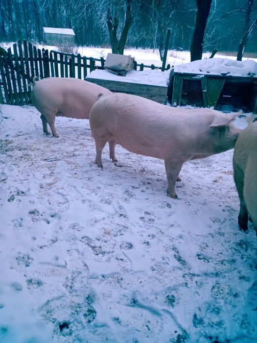 Продам свиней живою вагою