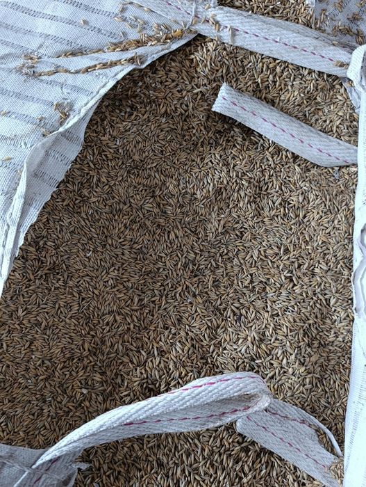 Witam sprzedam  owies