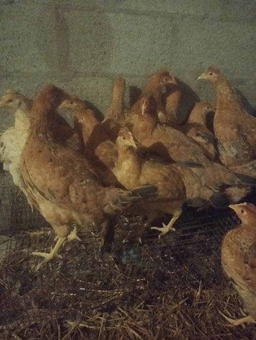 Кури Гріншели,Домінант,Кури з голубим яйцем