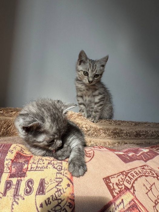 Віддаємо котика у добрі руки