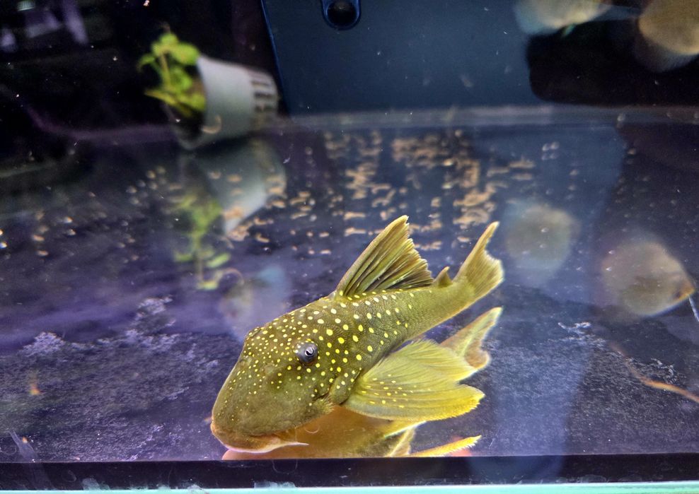 Zbrojnik L200 green phantom (Hemiancistrus subviridis) odłów f0