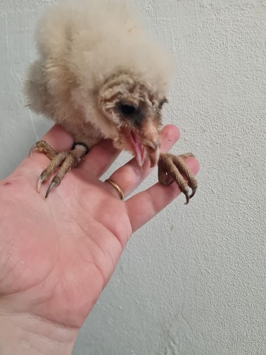 Aves bebés tytos
