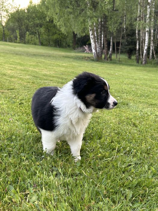Suczka Border Collie tricolor