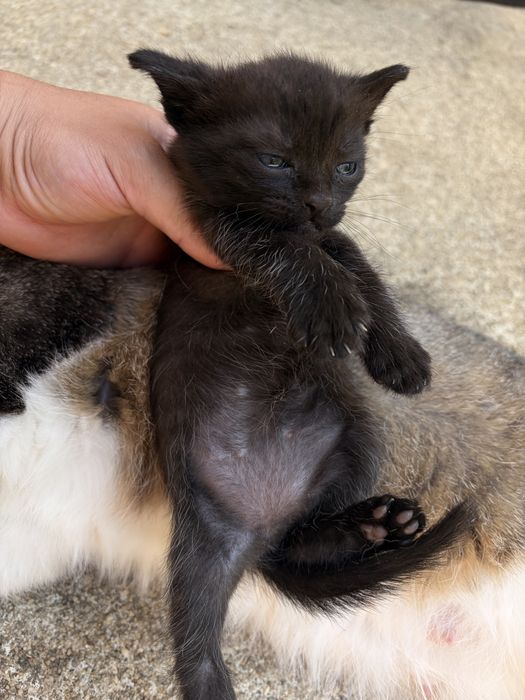 Tenho essas duas gatas mae e filha para adocao !