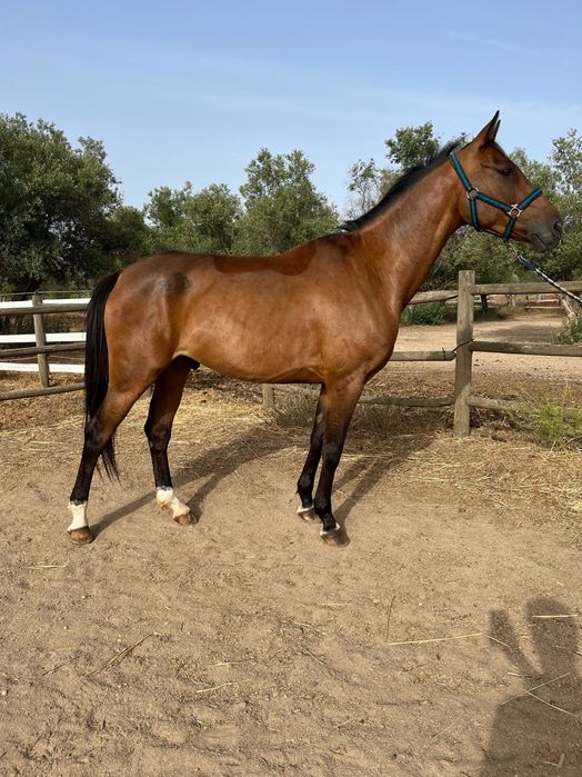 Cavalo Anglo - Árabe