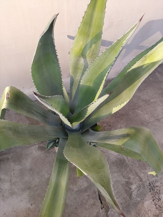 Sprzedam piekną Agawe