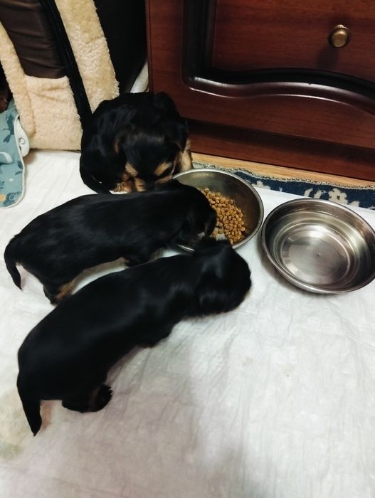 Цуценята породи йорка