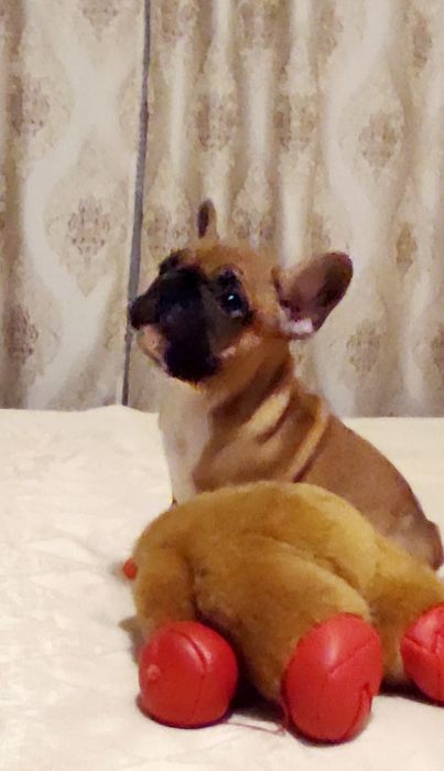 Щенки французских бульдогов