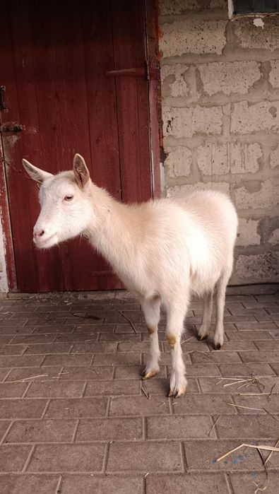 Гуси, гусак порода Лінда, коза, козочка, кізочка