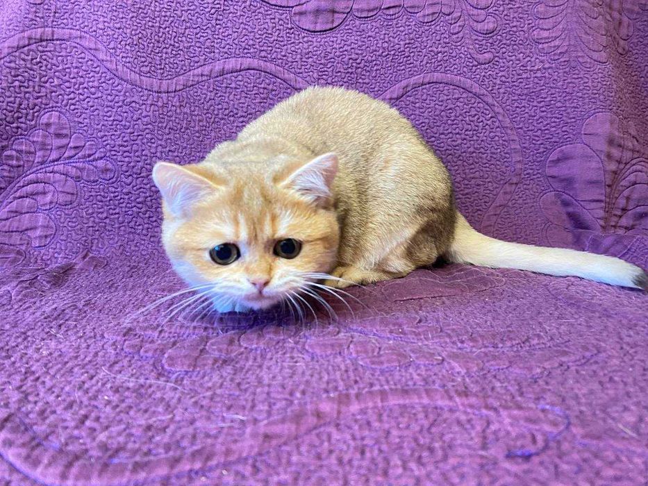 Британські сріблясті та золоті шиншилли