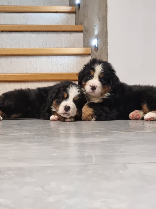 Berneński pies pasterski, berneńczyk