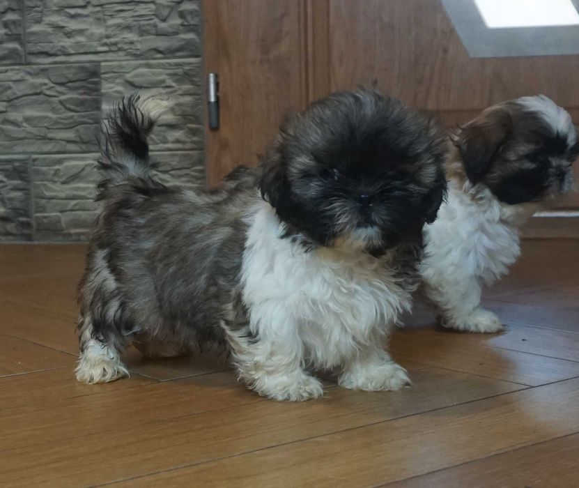 shih tzu sunia tricolor czarny pyszczek