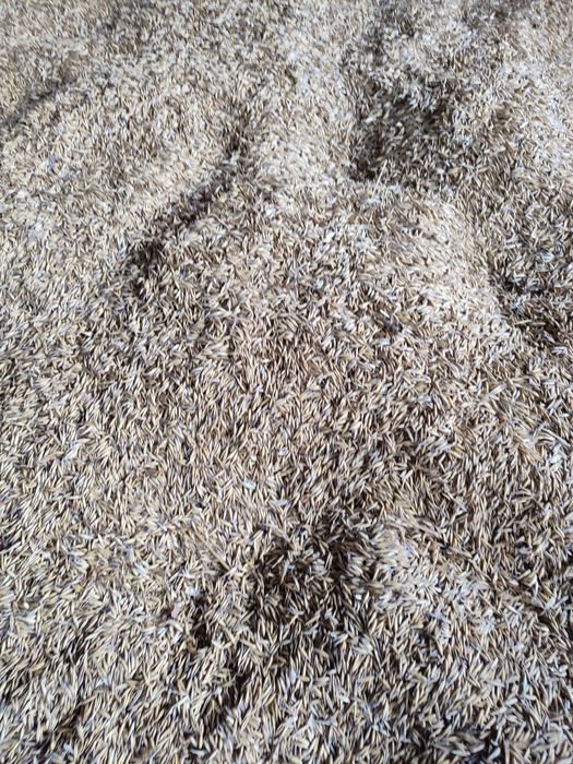 Sprzedam owies Bingo