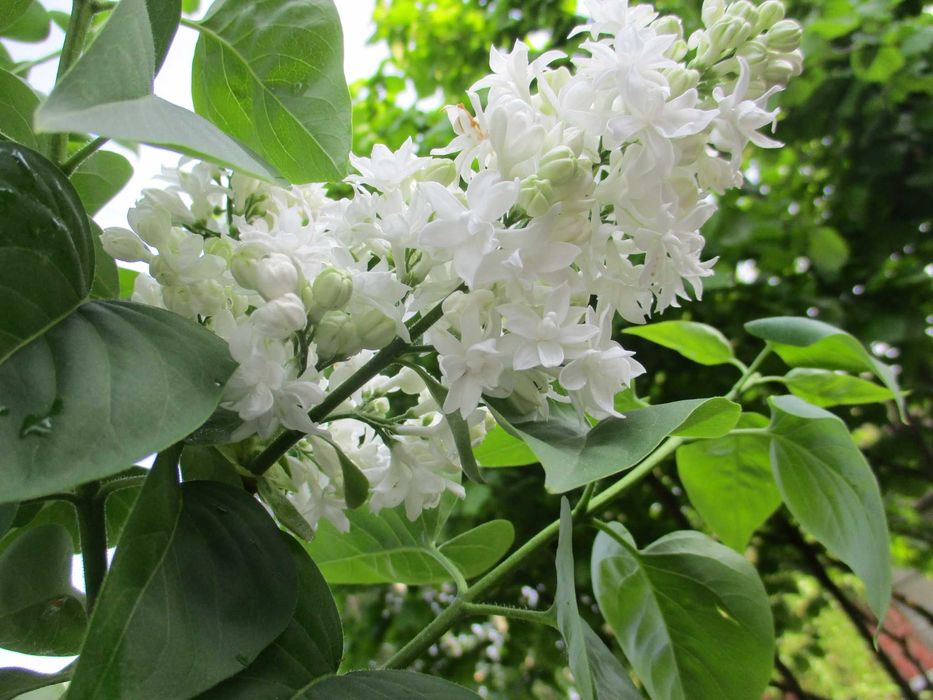 bez , lilak, drzewko , krzew