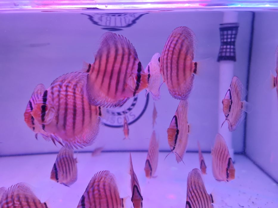 Paletki Dyskowce Brillant Turkus Piwowarski