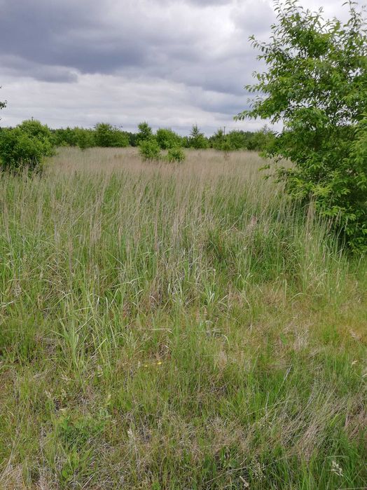 Działka budowlana z warunkami zabudowy i mediami Osina - Widok 4