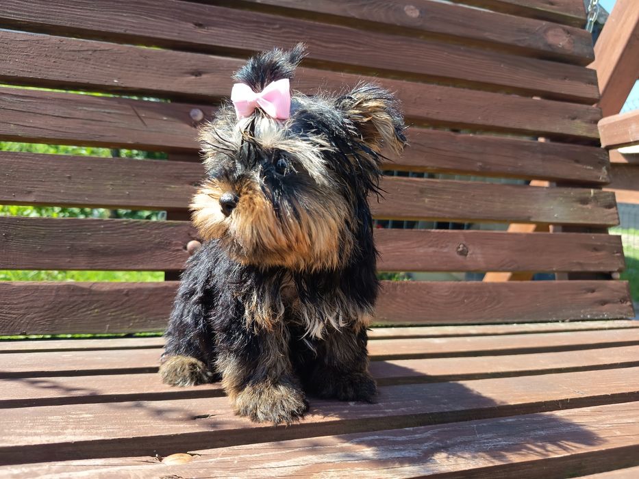 Yorkshire terrier suczka mała
