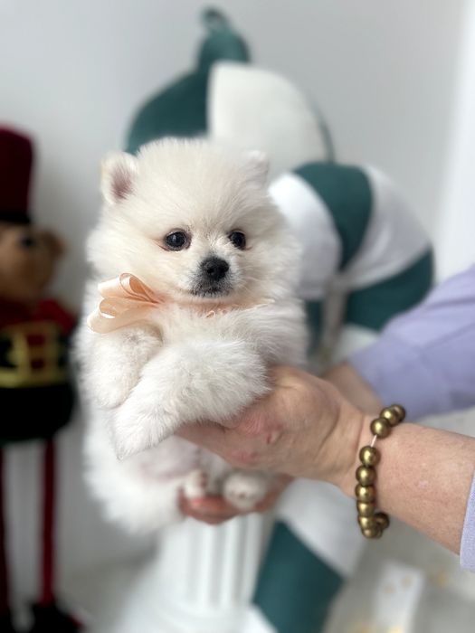 Померанські шпіци — Шукаєте щастя в пухнастому вигляді? Це вони!