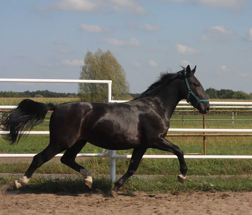 *** Młoda klacz śląska ***