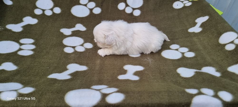 Pequinês macho branco