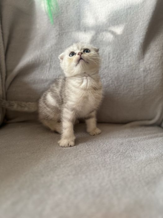 Шотландські кошенята