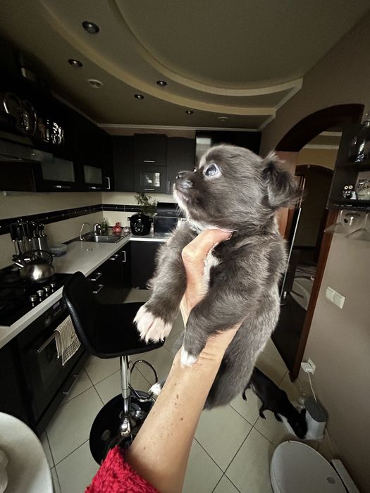 Продаж цуценят чихуахуа.