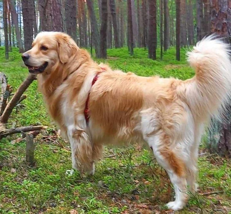Golden retriever