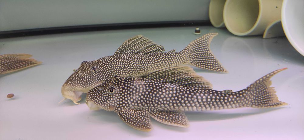 Скобинанциструс ауреатус L014 (Scobinancistrus aureatus L014)