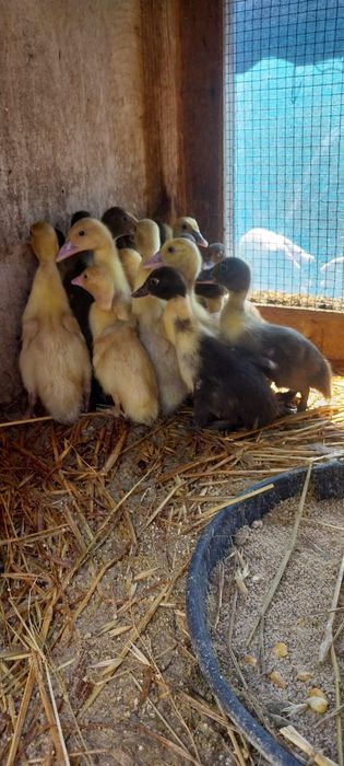 Patos mudos oportunidade