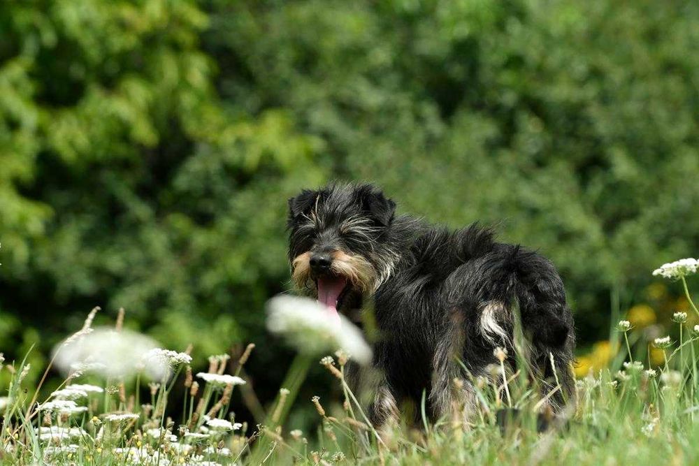 Boluś szuka domu, pies, mały
