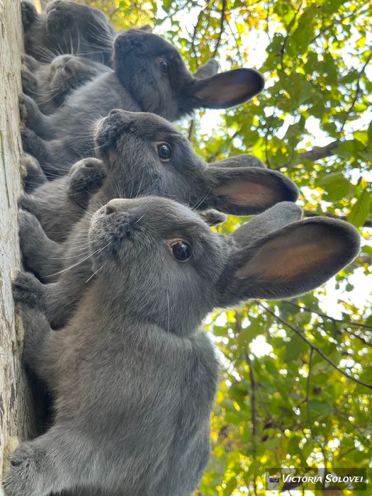 Кролики породи віденський блакитний