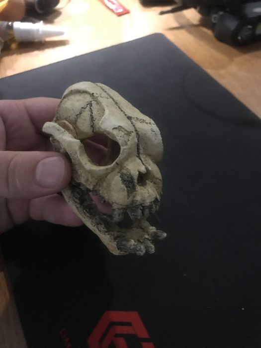 Крокодил череп аква