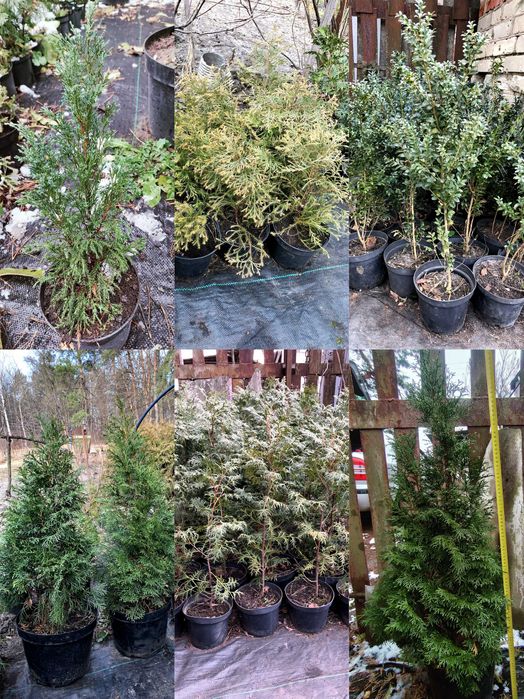 Декоративні рослини