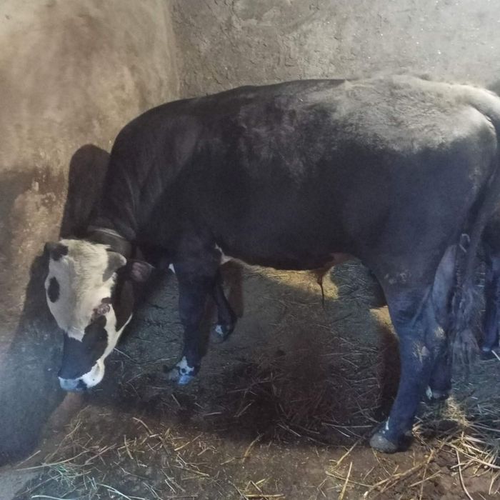 Продам телку от молочной корови и бычок