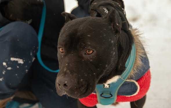 Skrzywdzony Tajson i Tajga szukają domku