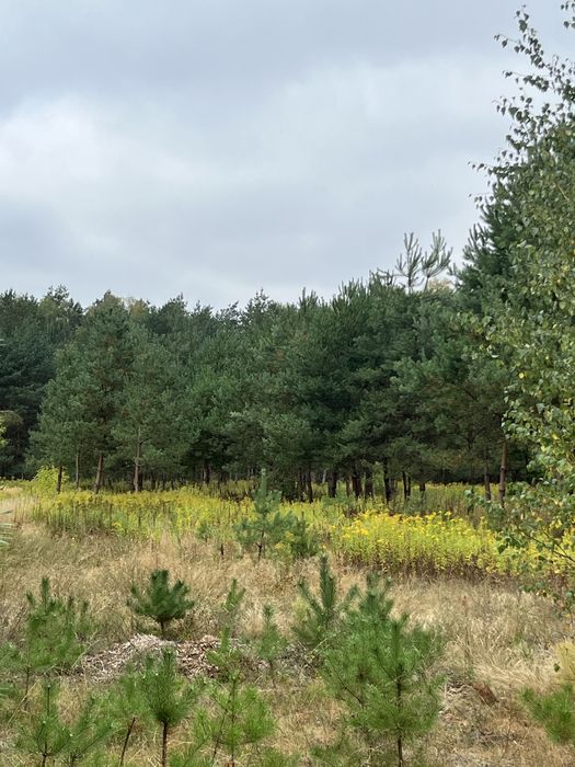 Promocja Wiosenna działki przy lesie PKP 2,5km 29km od Warszawy