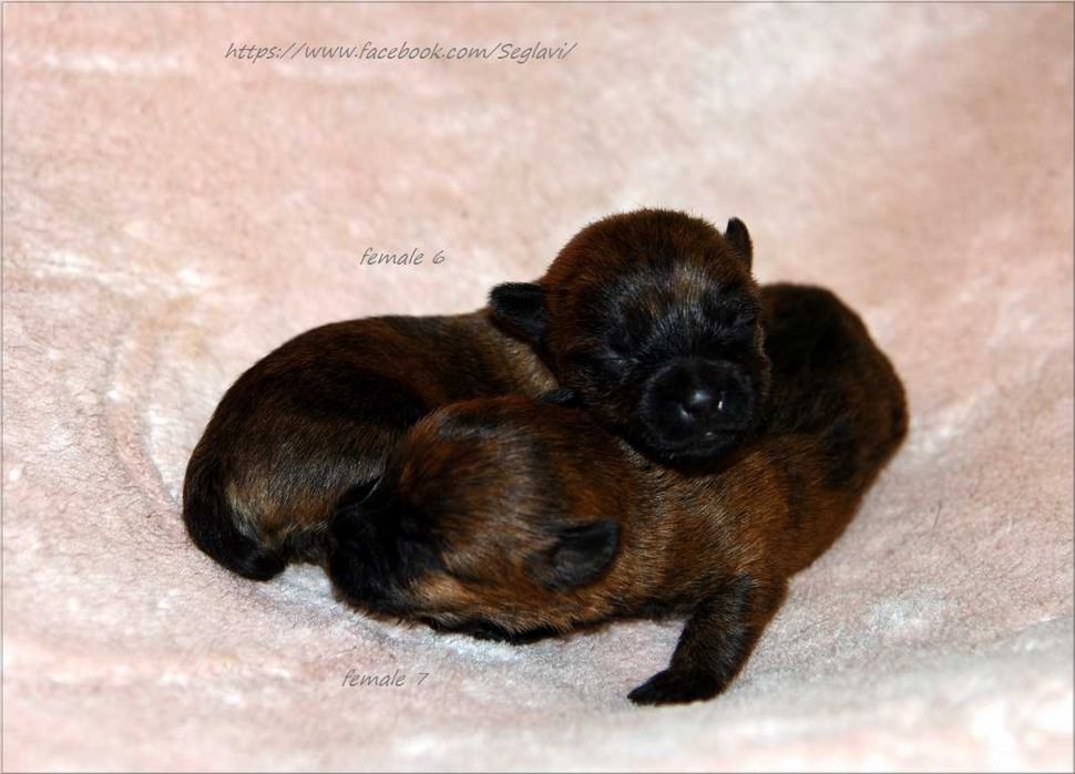 Cairn Terrier - rodowodowa (ZKwP/FCI) suczka