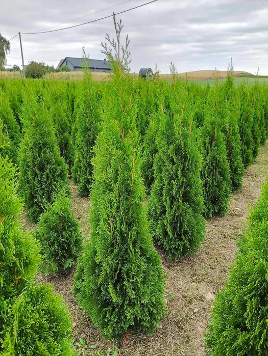 Tuje Szmaragd Świerczynek